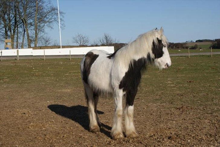 Irish Cob Bisgaards Lucca billede 7