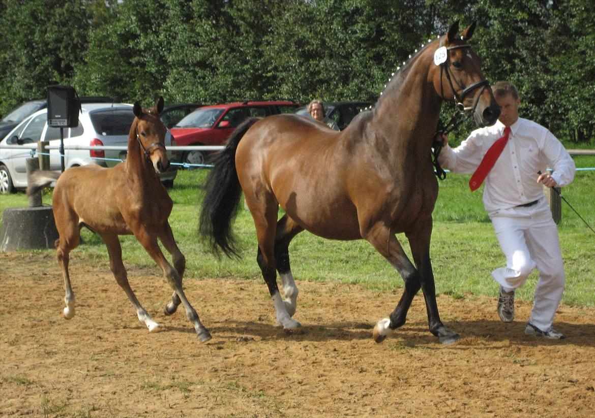 Dansk Varmblod Saksgaards Light Foot #Klubmester# - Light Foot som føl(: billede 10
