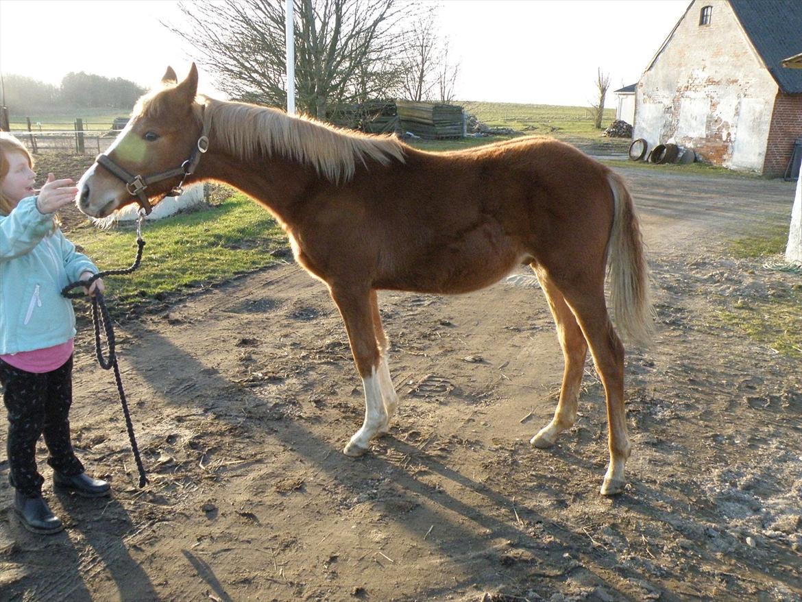 DSP Lykkesholm´s Cyperb billede 8