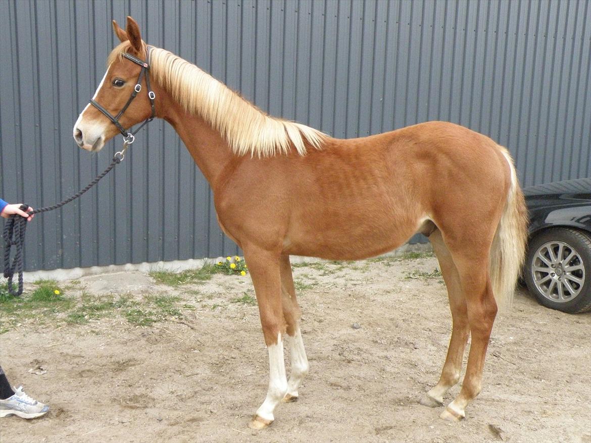 DSP Lykkesholm´s Cyperb billede 9