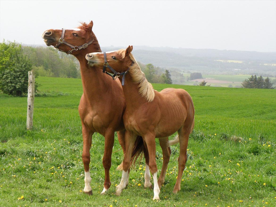 DSP Lykkesholm´s Cyperb billede 10