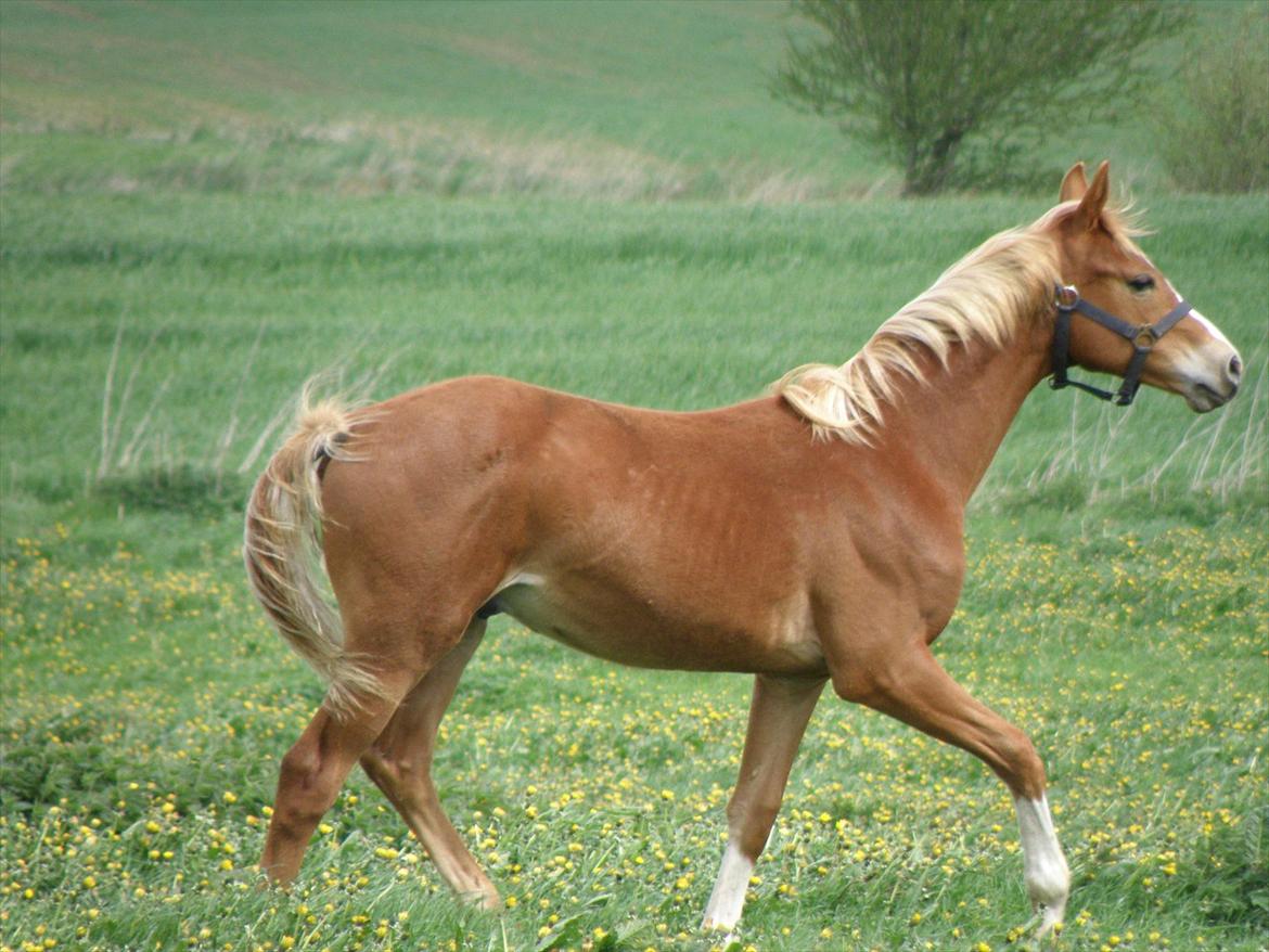 DSP Lykkesholm´s Cyperb billede 11