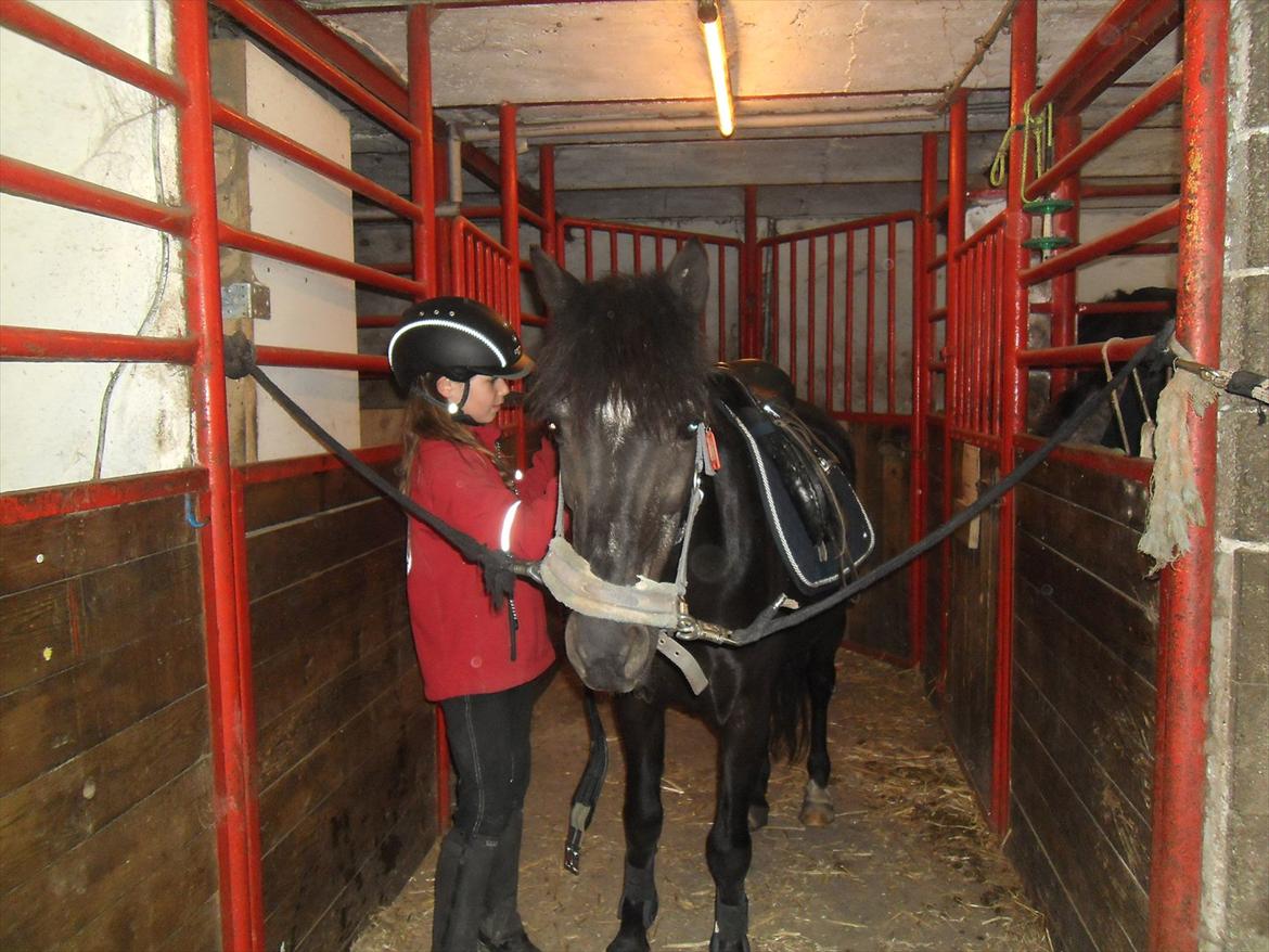 Anden særlig race Malibu - "spænder gjord" billede 4