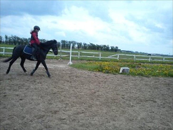 Anden særlig race Malibu - Opvarming til springundervisning<3 billede 2