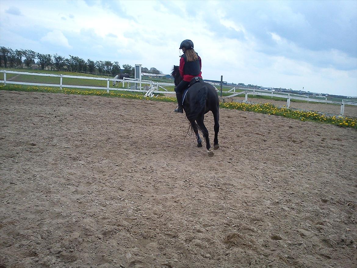 Anden særlig race Malibu - galopanspring, bagfra:) billede 7