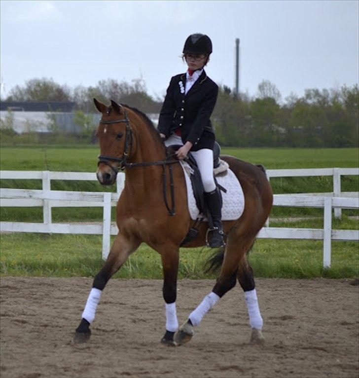 DSP Jokeren "Jokke" - Sikke en over trædning i trav :0O

Foto:
mathilde-photography.tk billede 5