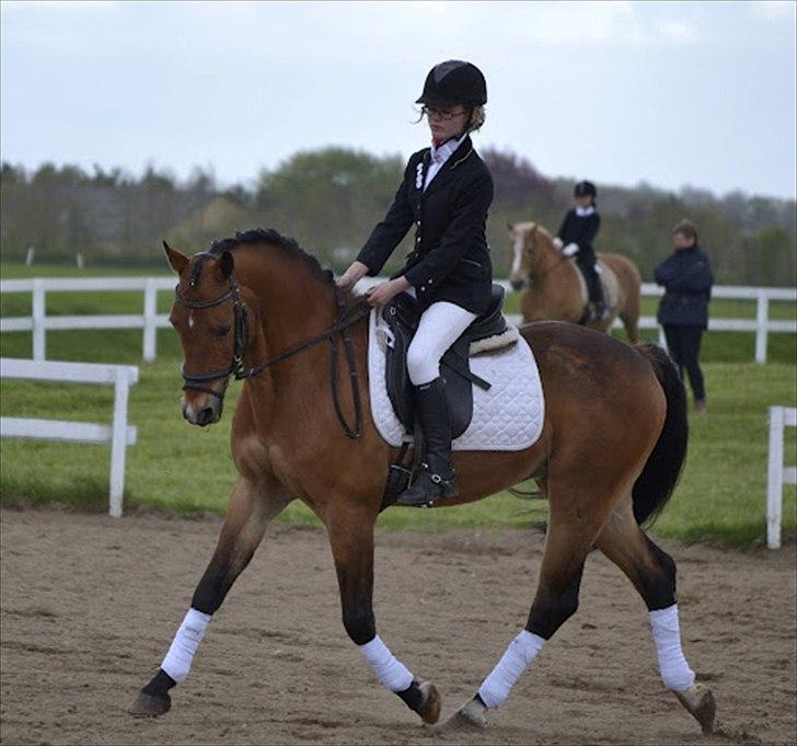 DSP Jokeren "Jokke" - En slange gang til et 8tal.!

foto:
mathilde-photography.tk billede 4