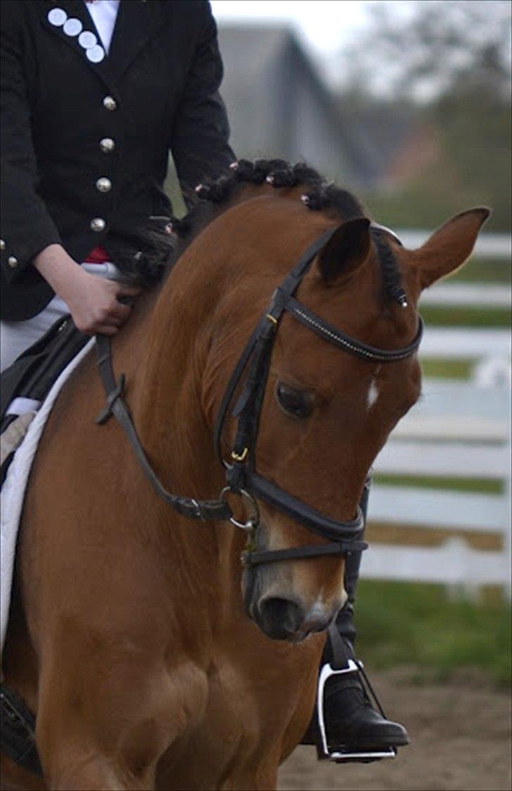 DSP Jokeren "Jokke" - foto:
mathilde-photography.tk billede 7