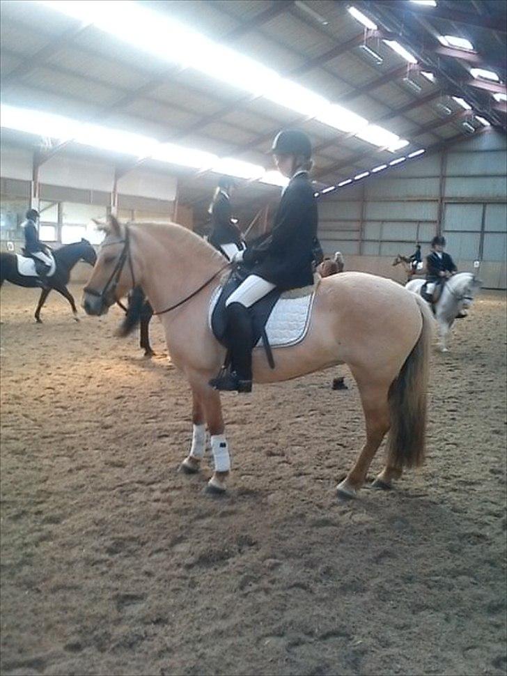 Fjordhest Jættegårdens Bella - første stævne   billede 1