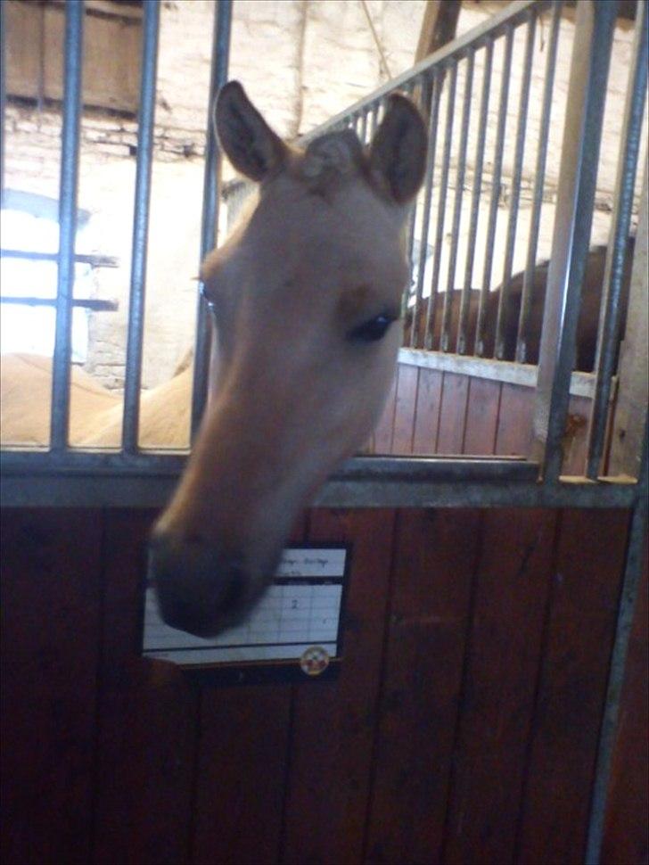 Fjordhest Jættegårdens Bella - klar til stævne  billede 2