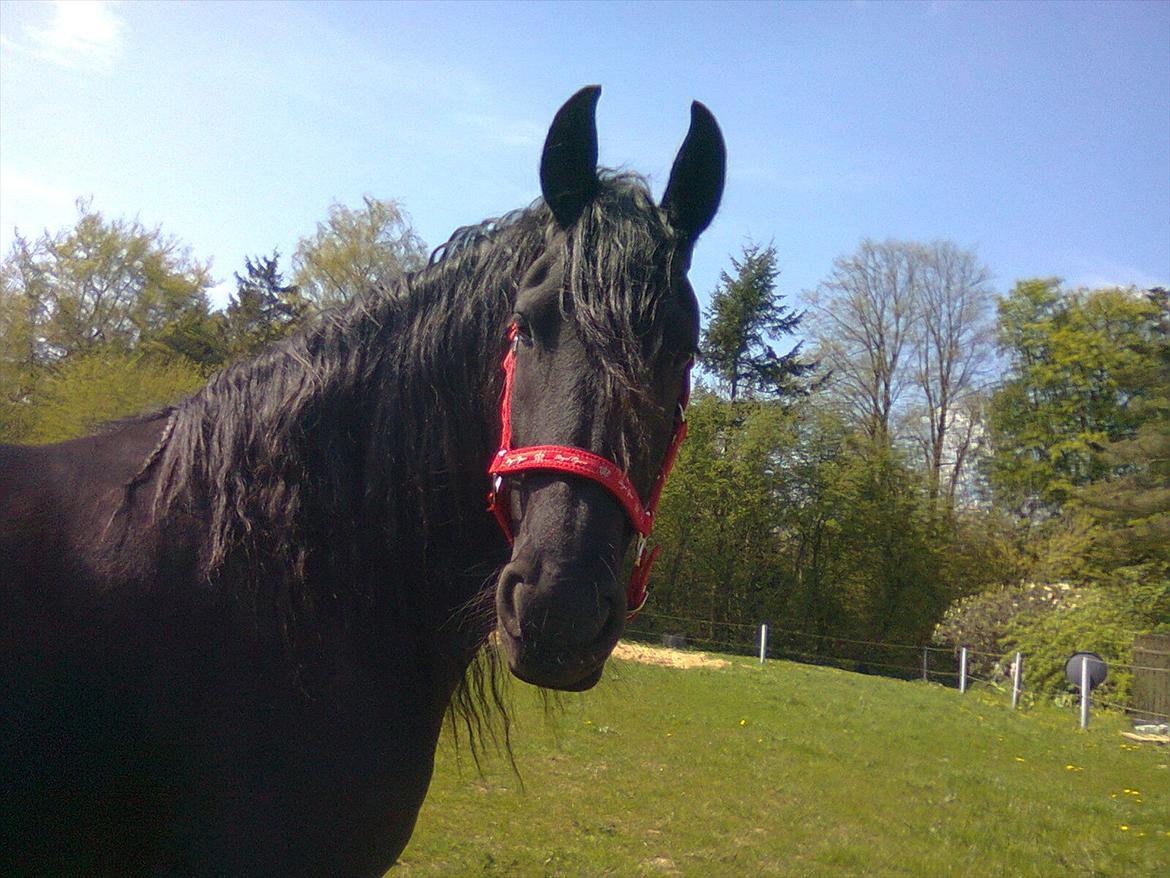 Frieser Olga af Hedegård billede 12