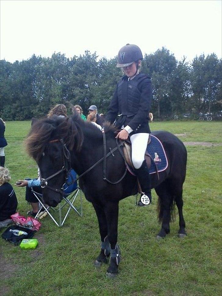 Islænder Litla *Mit et og alt* - spring stævne på storehestedag i roskilde :) billede 16