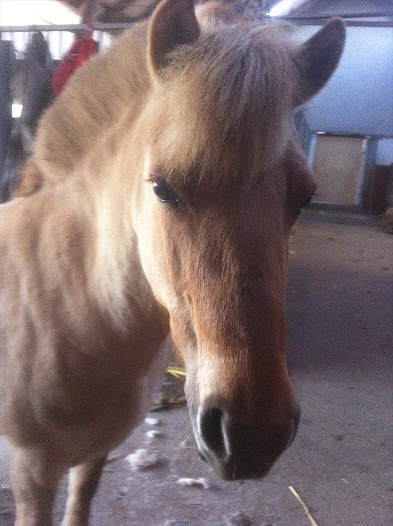 Fjordhest Jættegårdens Bella billede 3