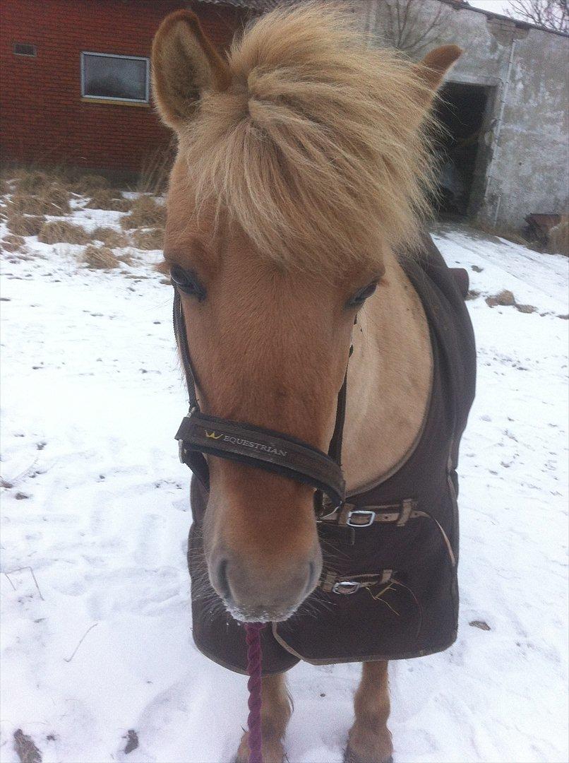 Fjordhest Jættegårdens Bella billede 4