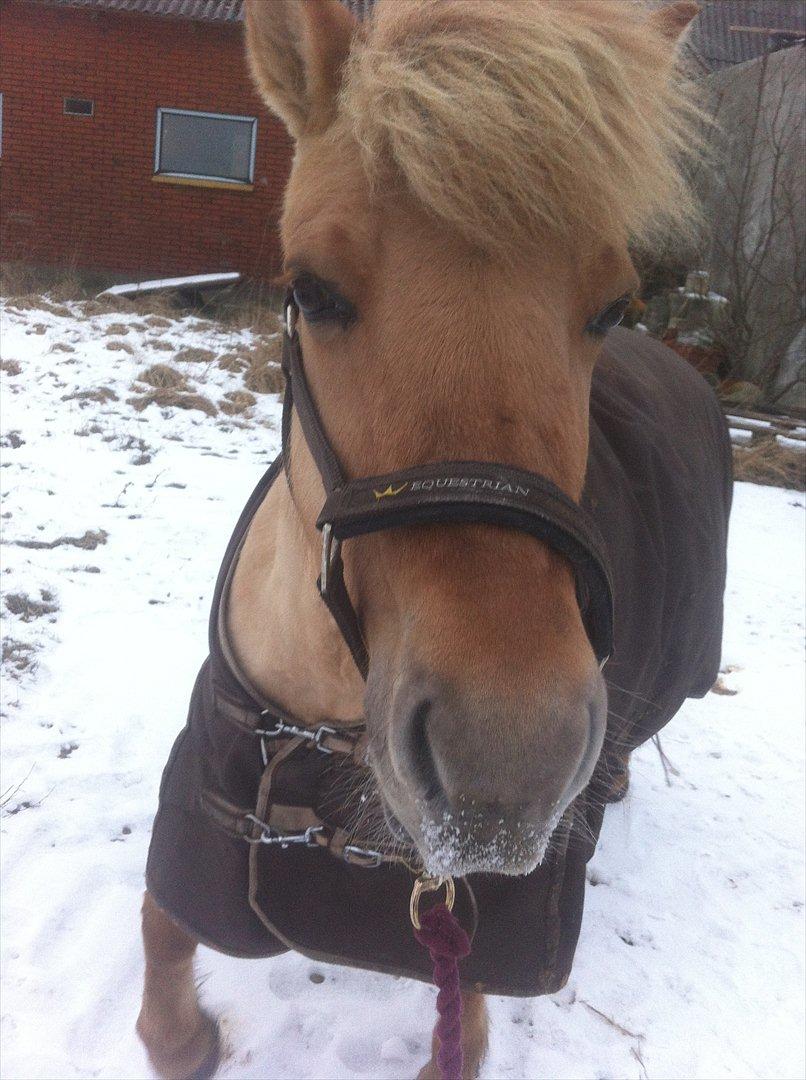 Fjordhest Jættegårdens Bella billede 5