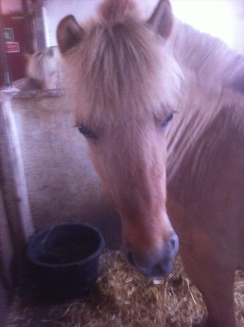 Fjordhest Jættegårdens Bella billede 6