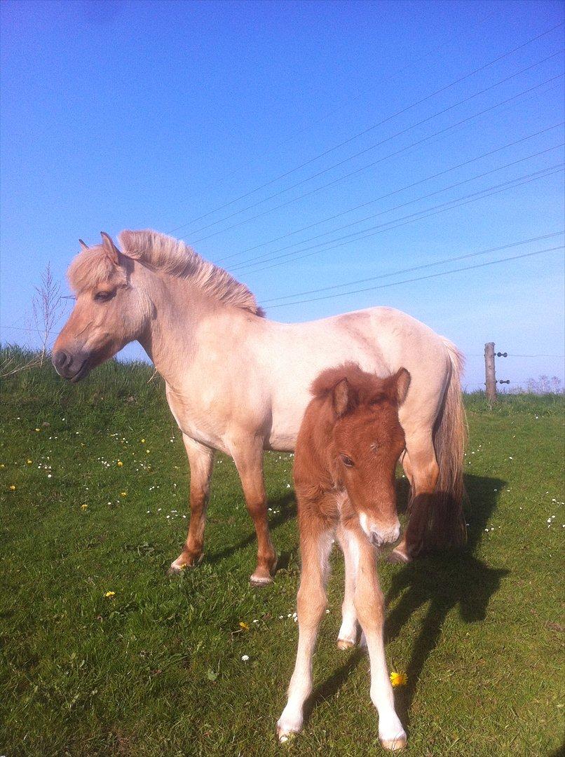 Fjordhest Jættegårdens Bella billede 7