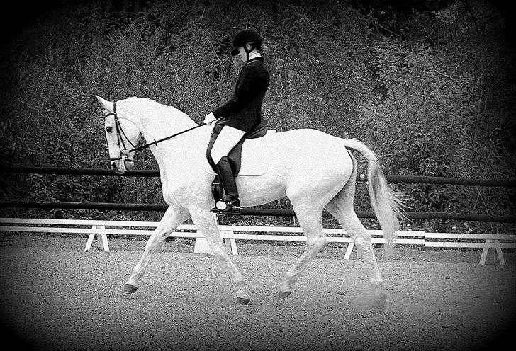 Hannoveraner Ferrari - 6.maj 2012 - LA1 FRK-S billede 2