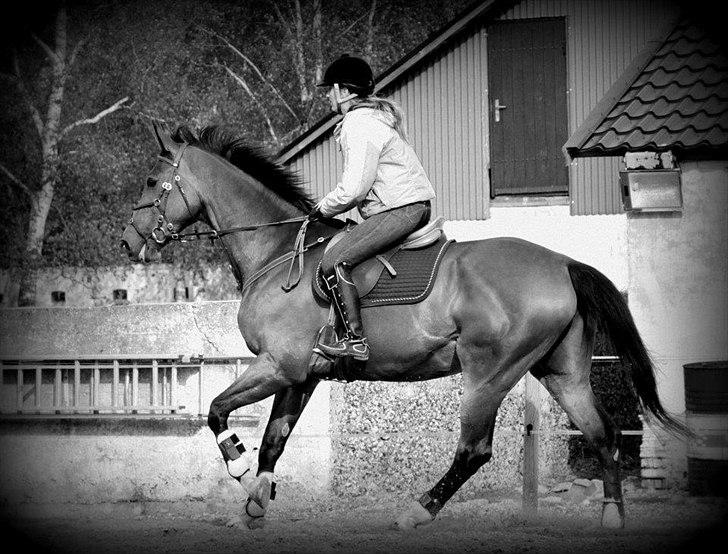 Dansk Varmblod HÉKATE - Foto: Anni Gram billede 2