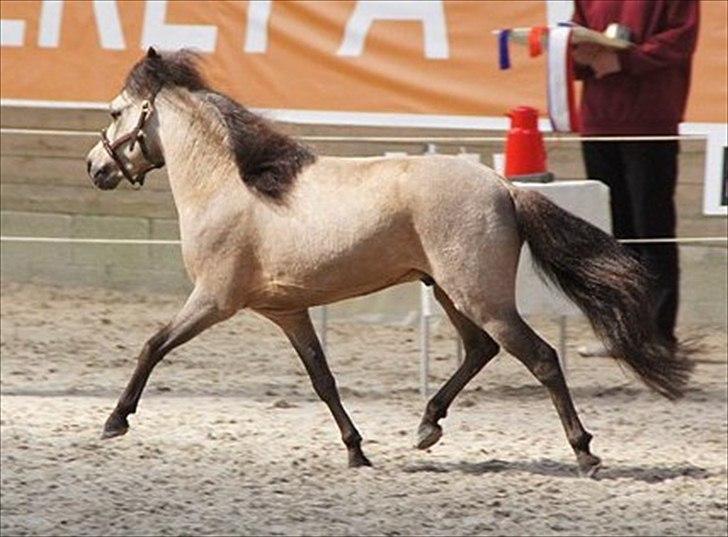 Amerikansk Miniature Godts Buck Zeus European Junior - DMHF kåring 2012 billede 4