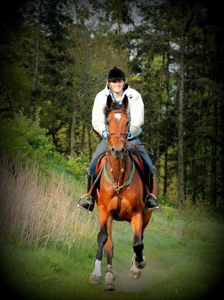 Dansk Varmblod HÉKATE - Foto: Anni Gram billede 14