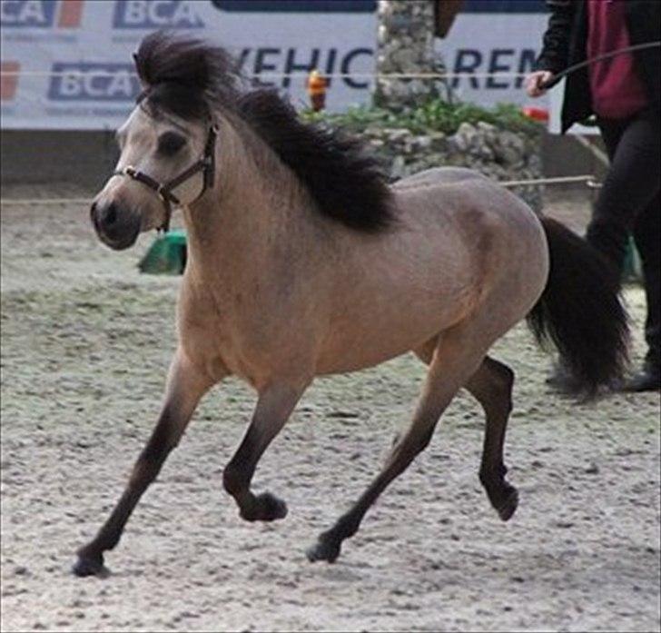 Amerikansk Miniature Godts Buck Zeus European Junior - DMHF kåring 2012 billede 5