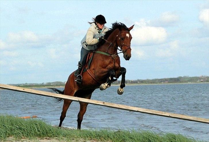 Dansk Varmblod HÉKATE - Foto: Anni Gram billede 3
