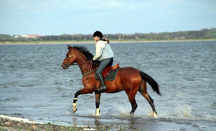 Dansk Varmblod HÉKATE - Foto: Anni Gram billede 15