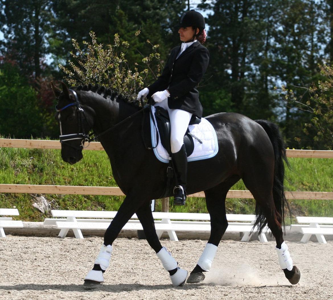 Welsh Partbred (Sec F) Chili´s Zappa - Fotograf: Camilla Rosenlund / CR-FOTO billede 11