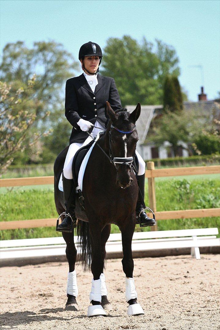 Welsh Partbred (Sec F) Chili´s Zappa - Fotograf: Camilla Rosenlund / CR-FOTO billede 10