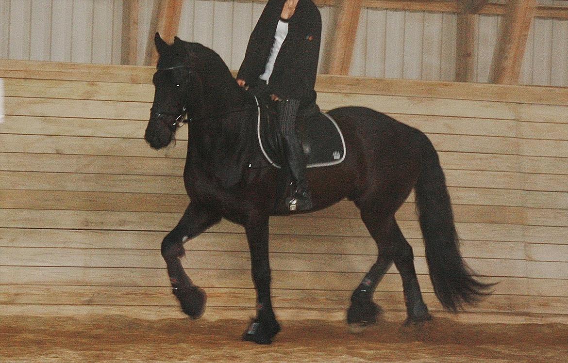 Frieser Luis - Foto: Mia Lilja Nielsen billede 4