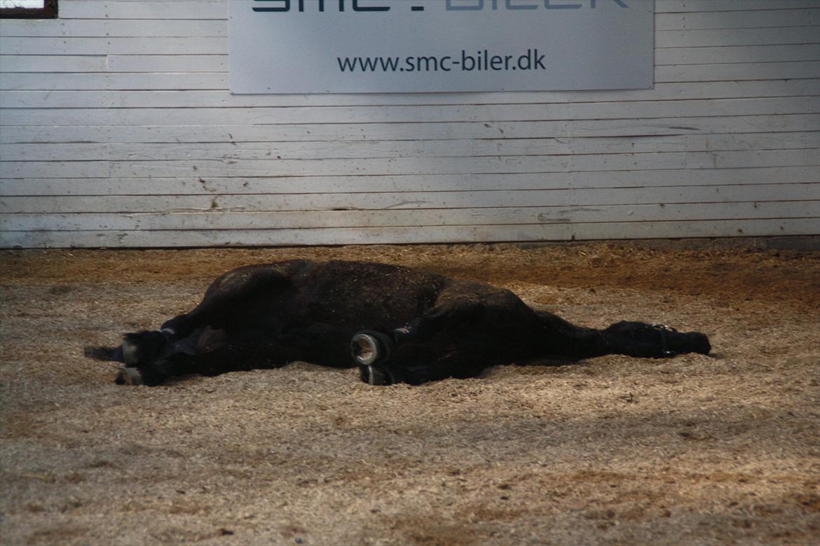Frieser Luis - Foto: Louise Heilmann K Sørensen (mig) billede 15