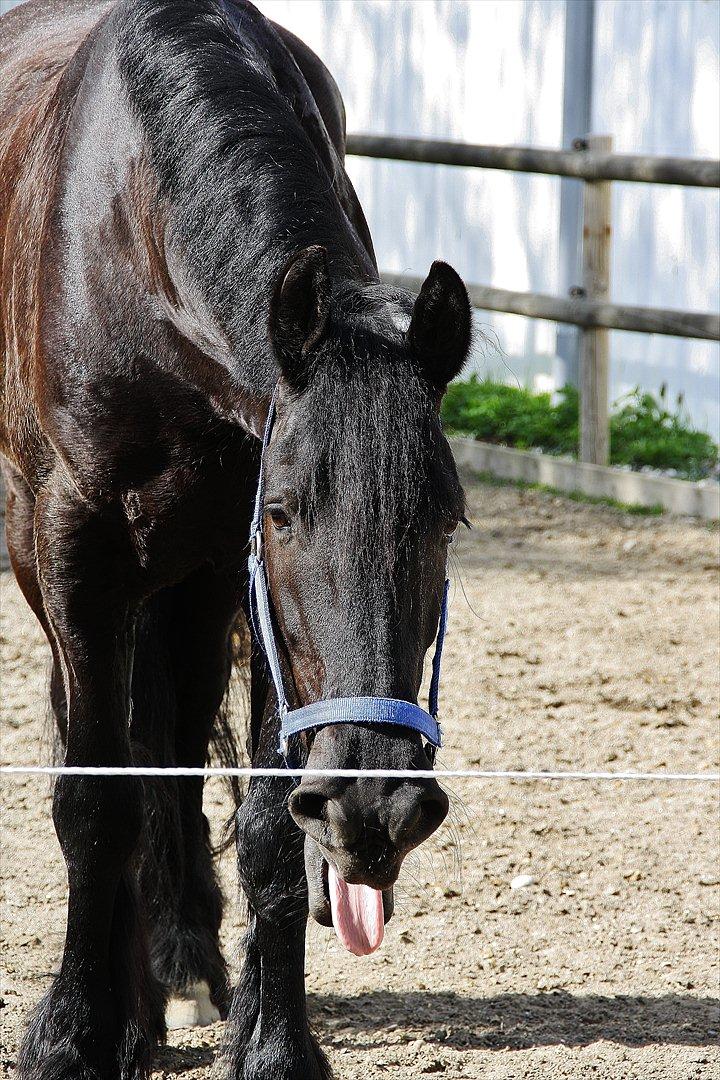 Frieser Luis - Velkommen til Luis Profil :D
Foto: Louise Heilmann K Sørensen (mig) billede 1