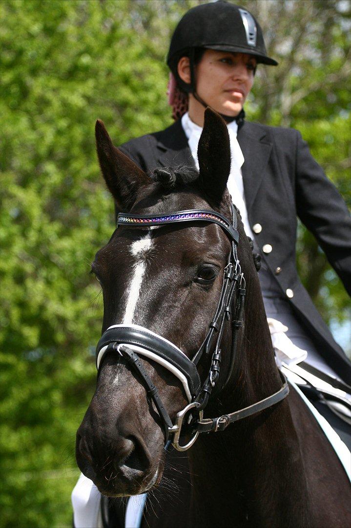 Welsh Partbred (Sec F) Chili´s Zappa - Fotograf: Camilla Rosenlund / CR-FOTO billede 7