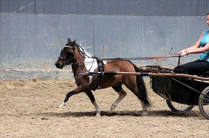 Amerikansk Miniature Samis Two Timer Regalaire - Trylle og jeg, show på VHB 2010 billede 5