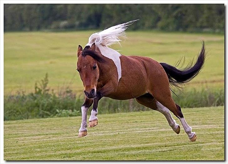 Amerikansk Miniature Samis Two Timer Regalaire - Foto:Vinni Bruhn billede 12