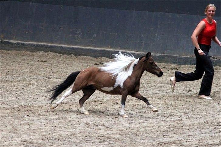 Amerikansk Miniature Samis Two Timer Regalaire billede 15