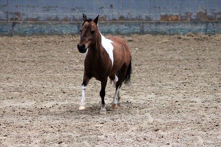 Amerikansk Miniature Samis Two Timer Regalaire billede 16