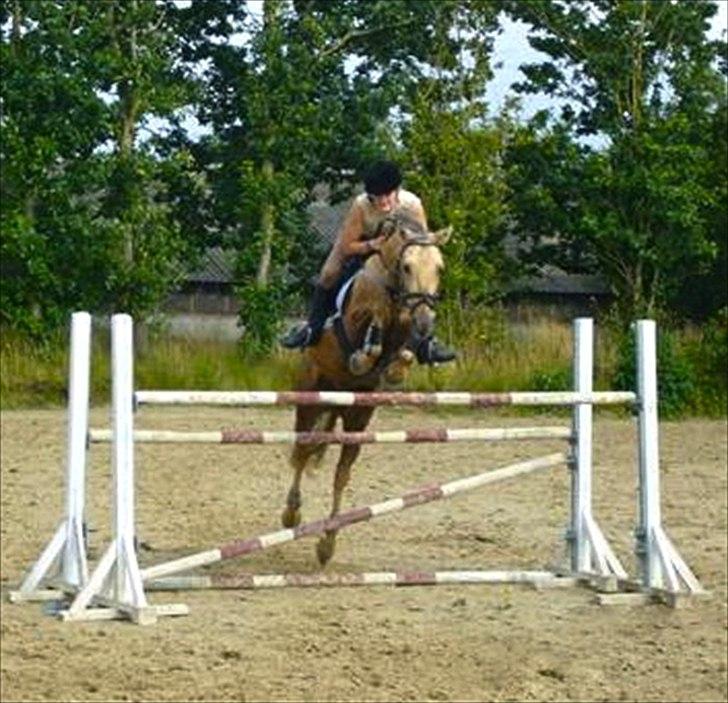 New Forest Balasjow - 135 cm, 6 år billede 3