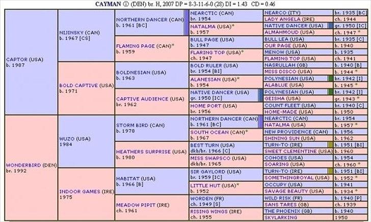 Fuldblod (XX) Cayman XX R.I.P - Cayman´s stamtræ. billede 6