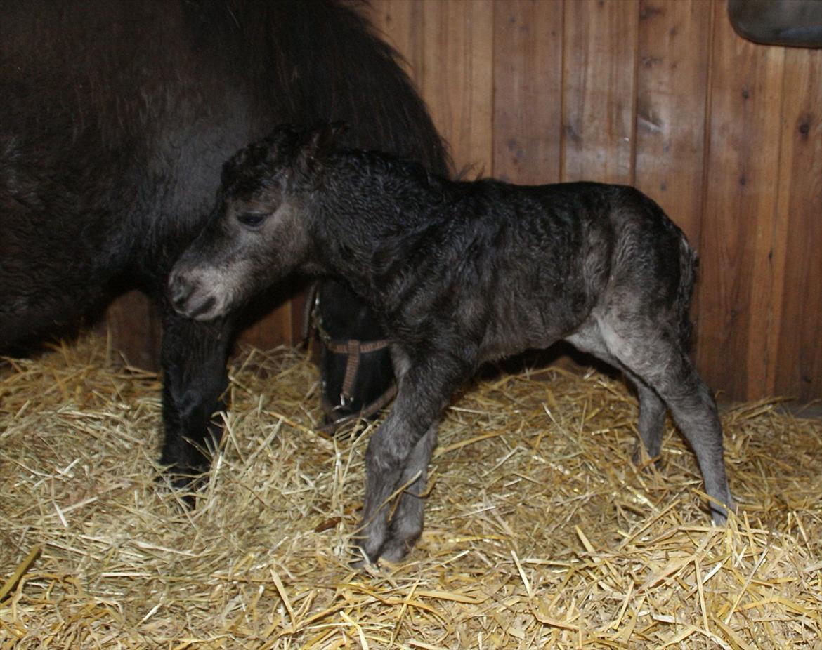 Dansk Miniature RKG Designs Dark Knight - Velkommen til min profil :)
Foto: D. 15 maj 2012 billede 1