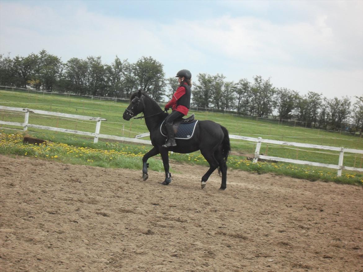 Anden særlig race Malibu - travopvarmning på Malibu<3 billede 6