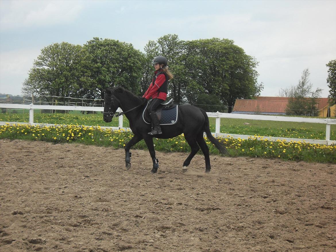 Anden særlig race Malibu - smukke Mali, og hendes Dejlige trav<3 billede 8