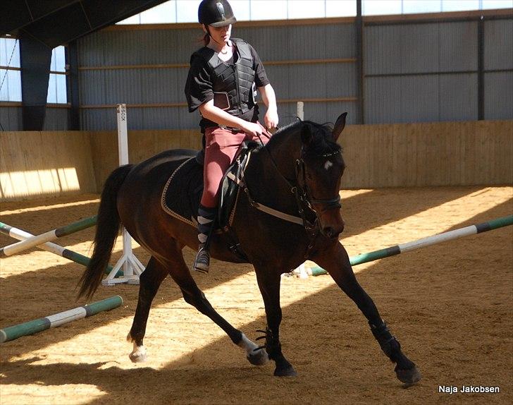Hannoveraner Chanel " Gummibolden" - Det går virkelig frem af med hende <3 billede 9