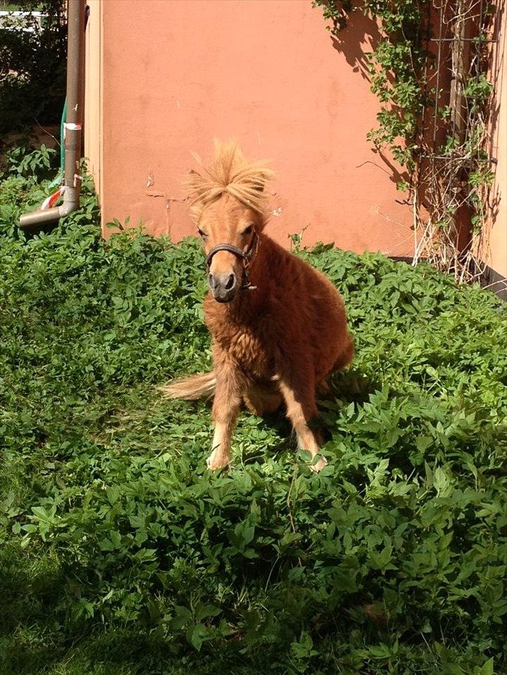 Welsh Mountain (sec A) Kingston billede 2