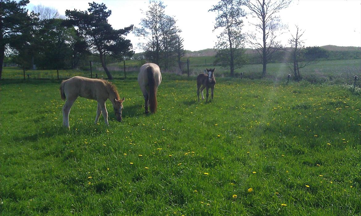 Anden særlig race Jesper født Ponyo billede 10