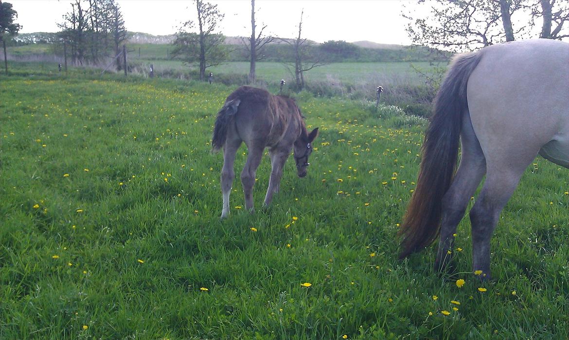 Anden særlig race Jesper født Ponyo billede 11