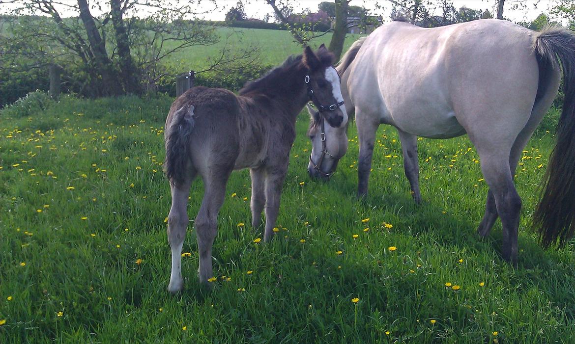 Anden særlig race Jesper født Ponyo billede 13