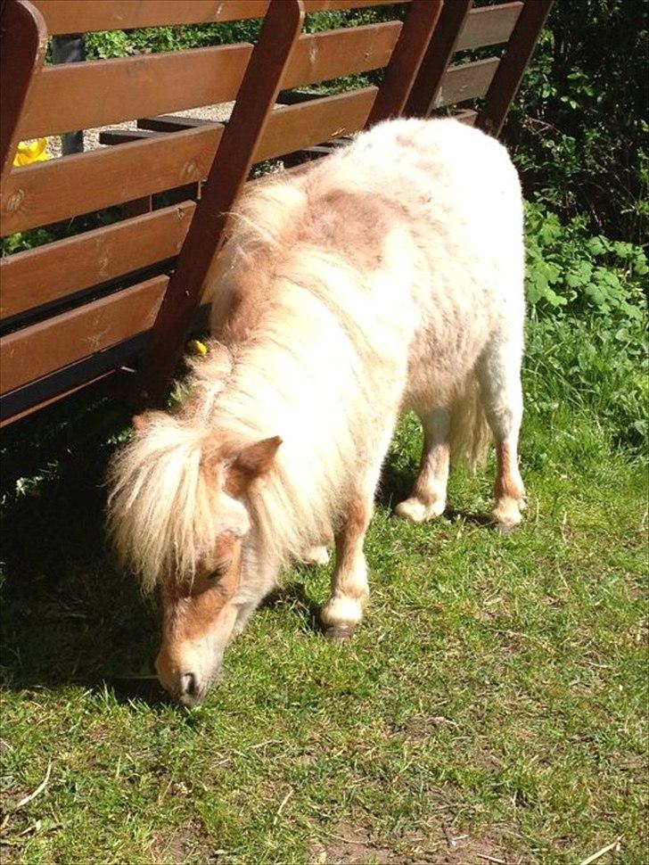 Shetlænder Don Juan billede 6