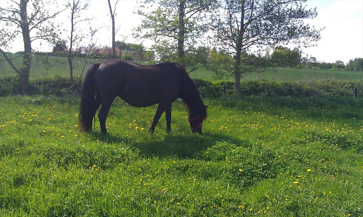 Irish Cob Crossbreed Freja - maj 2012
 billede 1